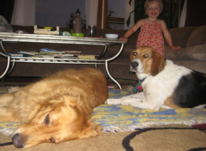Dog Boarders